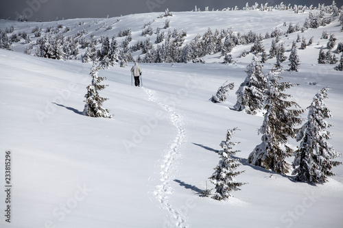 Snowy fir trees