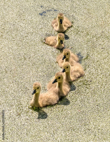 Canada goose goslings on water