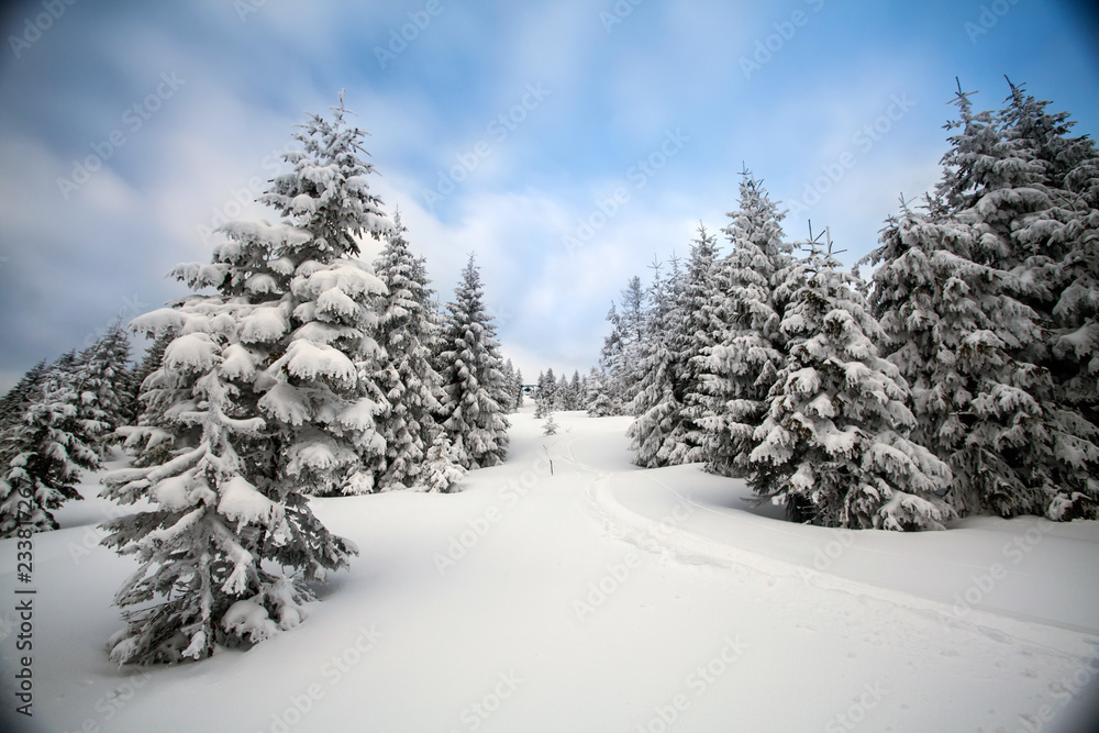 Obraz premium Snowy fir trees