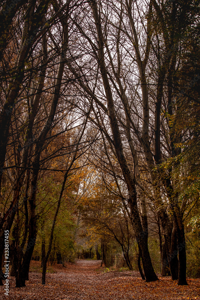 forest in autumn