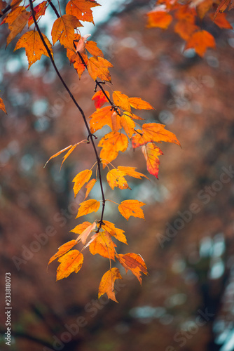 Gorgeous vibrant orange maple leaves