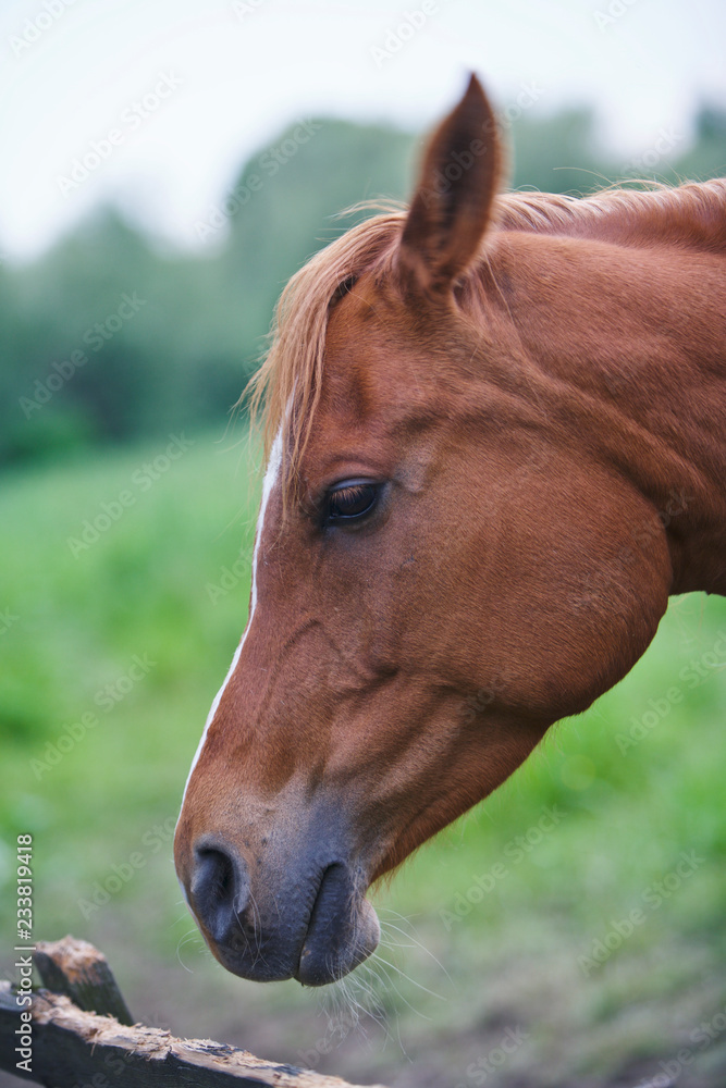Brown Horse