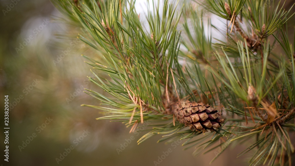 Pine cone on a twig, needle background. Pine cone on a twig, needle background.
