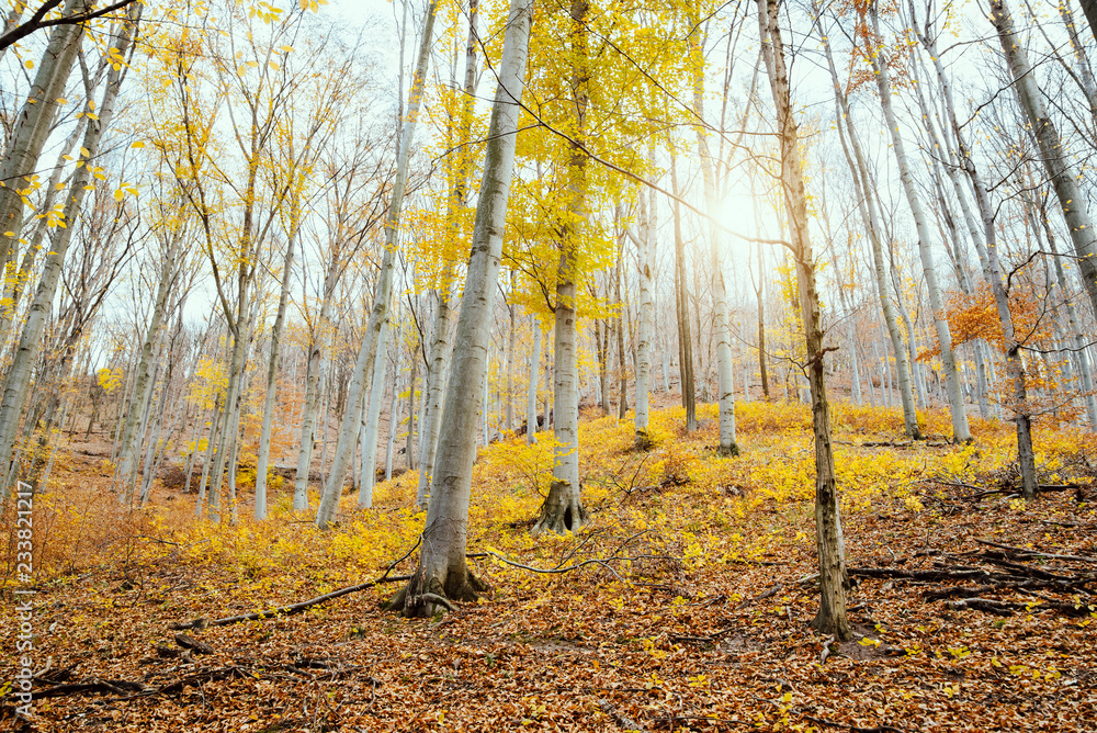 Obraz premium autumn forest bottom view