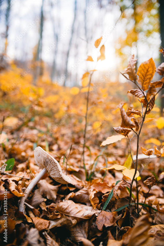 Mushroom in autumn forest Mushroom in autumn forest