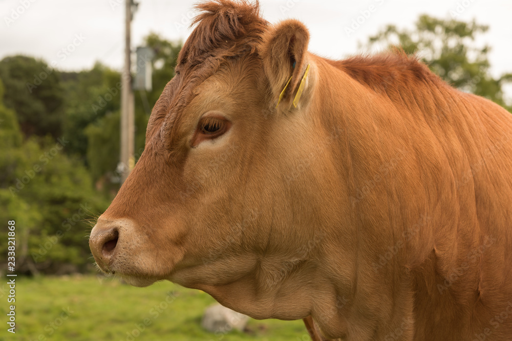 Portrait of a hereford cow Portrait of a hereford cow