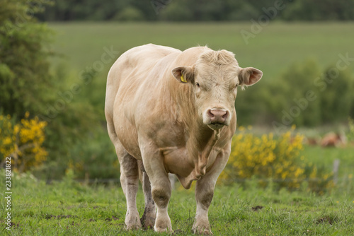 Pedigree Charolais bull free ranging in woodland on organic farm in Scotland photo