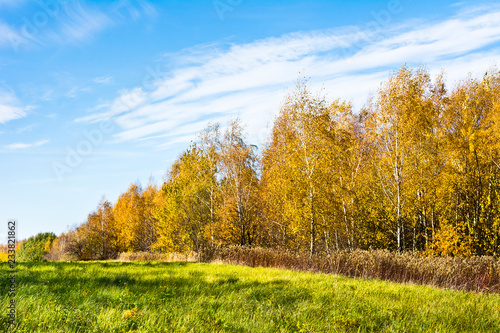 Edge of the autumn forest with birches against the blue   sky. © IreneuszB