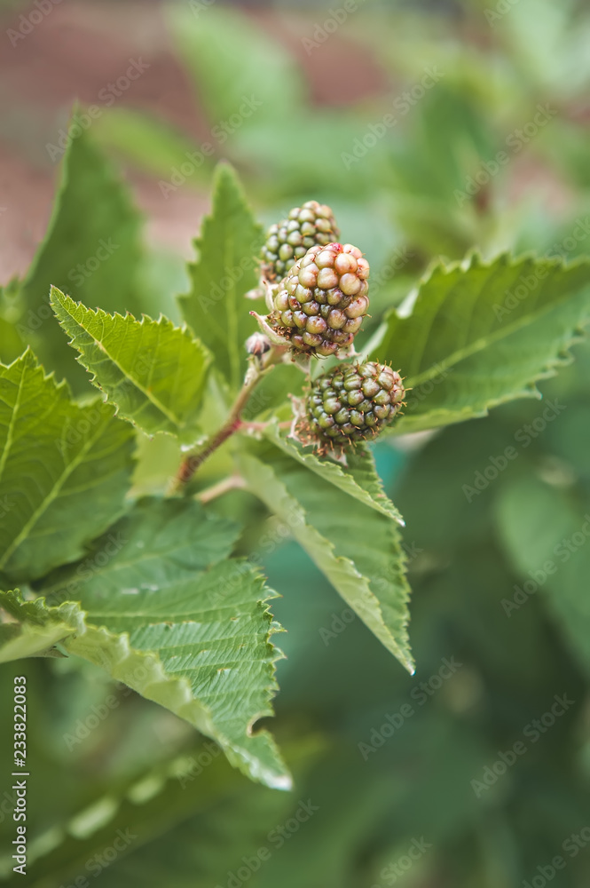 A new planting produces fresh berry fruit. A new planting produces fresh berry fruit.