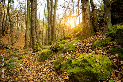 Mossy rock in the autumn forest