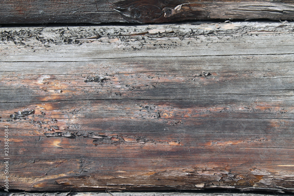 Naklejka premium The old wood texture with natural patterns. Inside the tree background. Old grungy and weathered grey wooden wall planks texture background