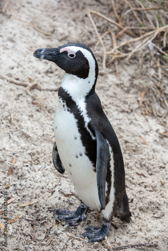 Fototapeta premium penguins