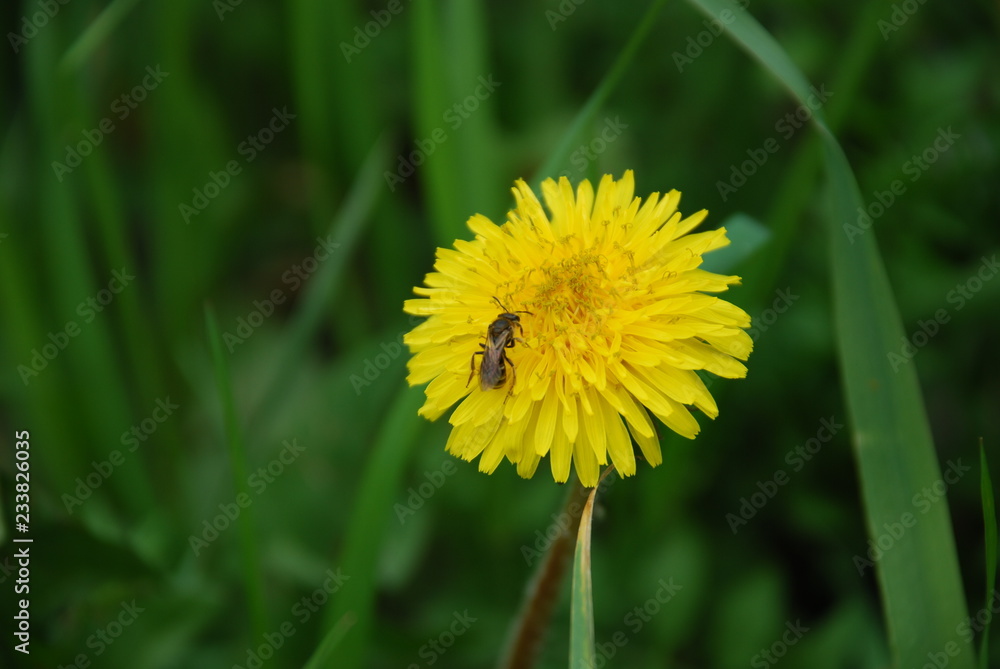 Bee on a yellow dandelion on a background of grass Bee on a yellow dandelion on a background of grass
