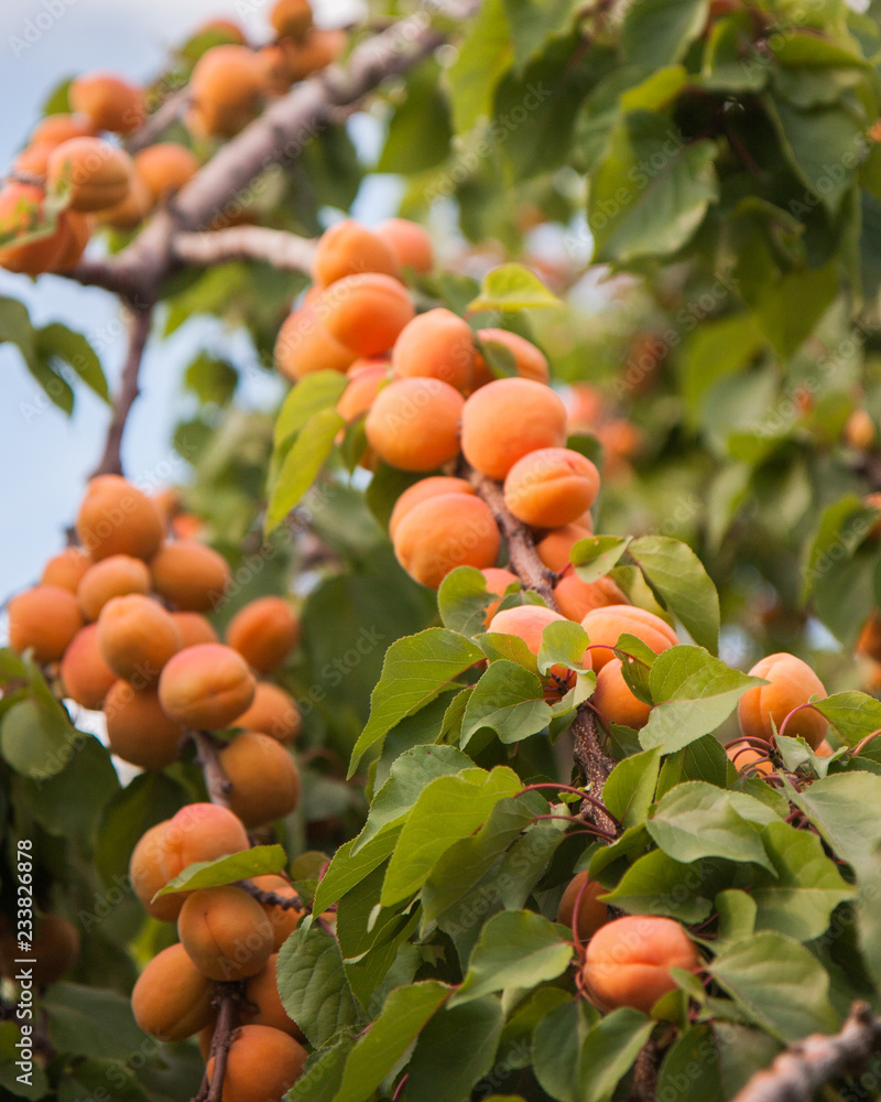 apricot branches loaded with fruit