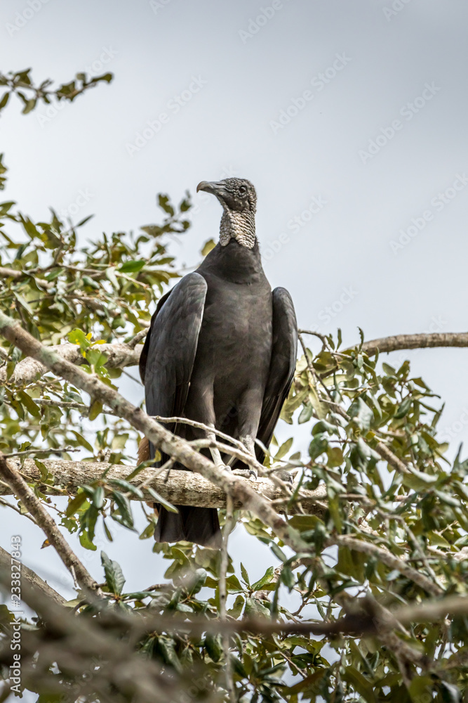 Single vulture on a tree