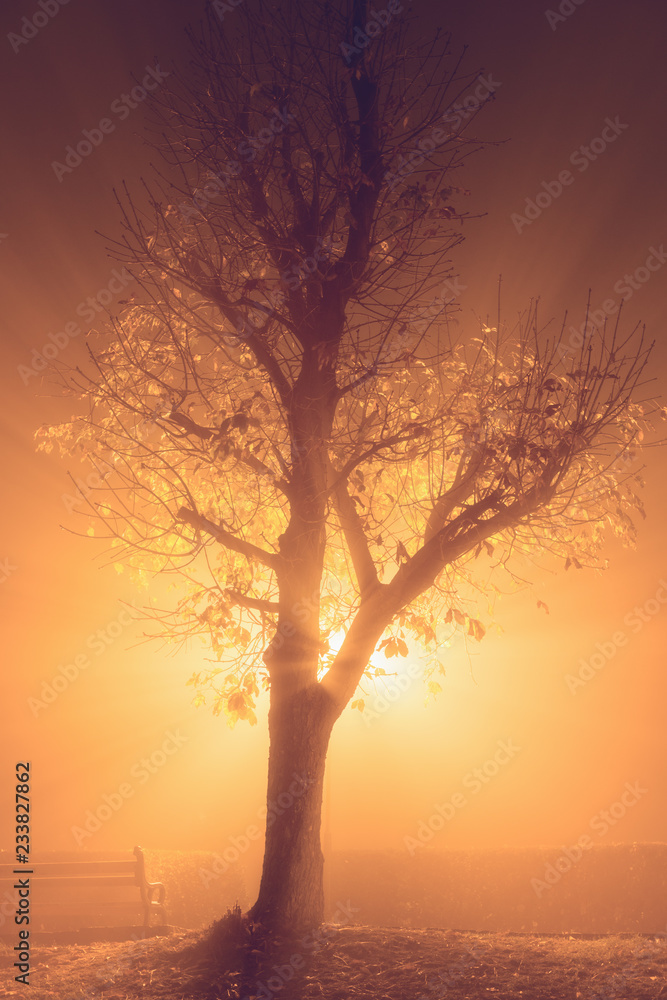 Foggy alley in night city park, autumn illuminated tree, vertical image Foggy alley in night city park, autumn illuminated tree, vertical image