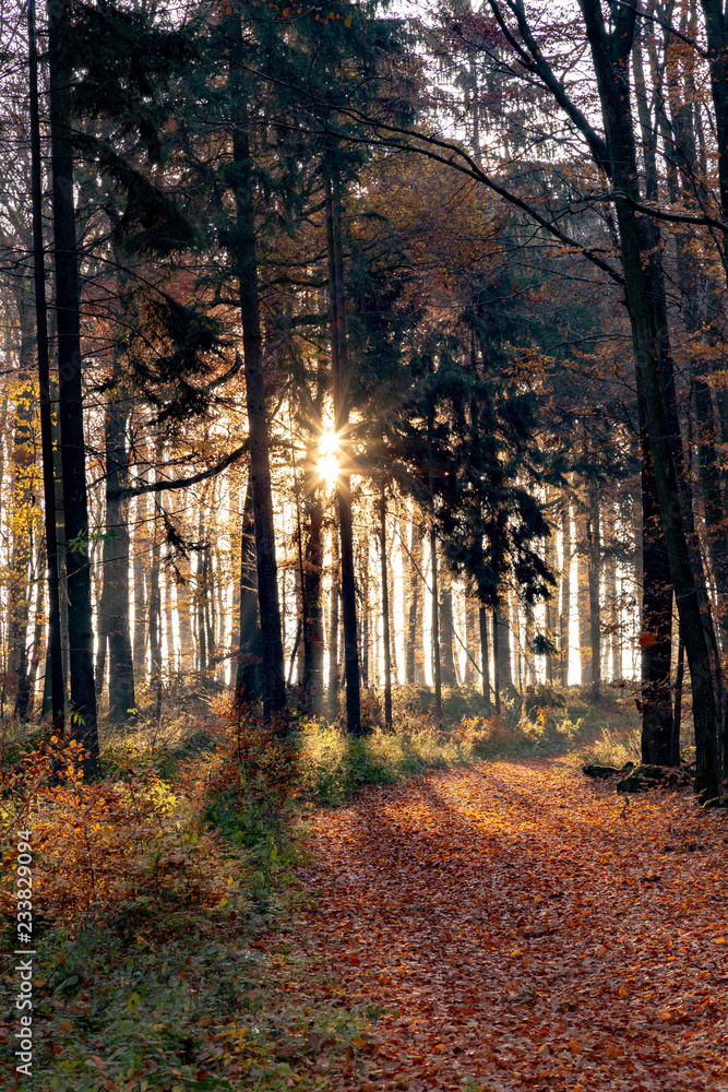 Fototapeta premium forest in the Taunus region in morning with foliage in autumn