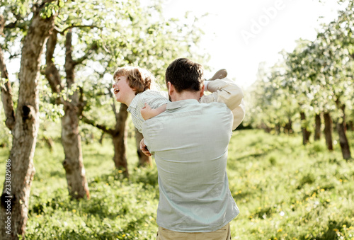 Father has fun with his son. Father carries son in his arms tickling him  in an apple orchard