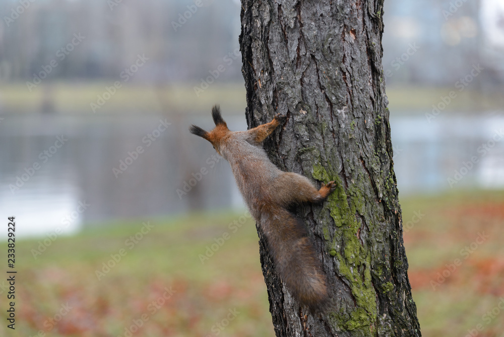 Red squirrel in autumn park Red squirrel in autumn park
