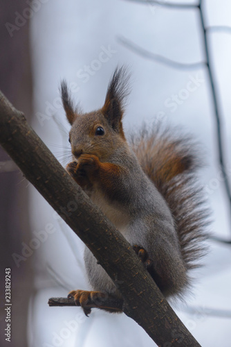Red squirrel in autumn park
