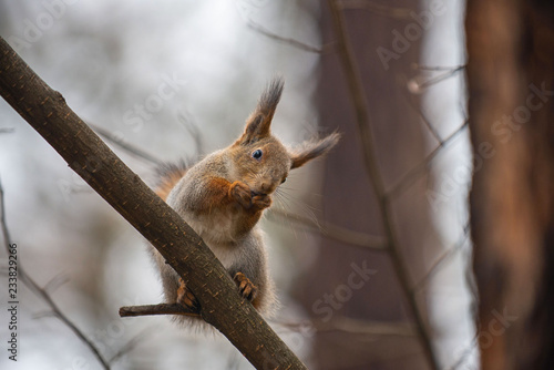 Red squirrel in autumn park © Alexey Seafarer