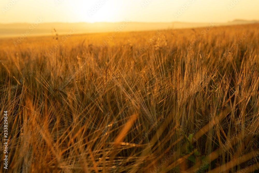 Fototapeta premium Rye close-up in a field at sunrise