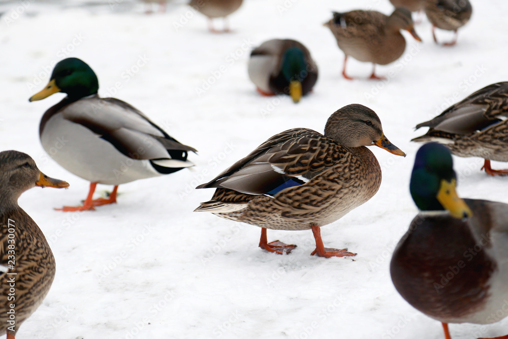 Many ducks on snow near lake or river spending winter and searching for food Many ducks on snow near lake or river spending winter and searching for food