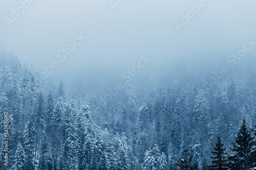 coniferous trees covered with snow and fog on top of the mountai © Ivan