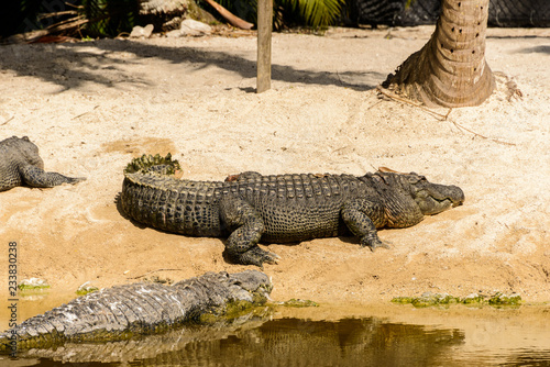 Alligator