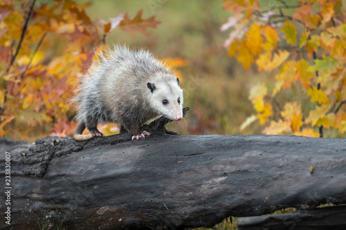 Opossum (Didelphimorphia) Walks Right Across Autumn Log