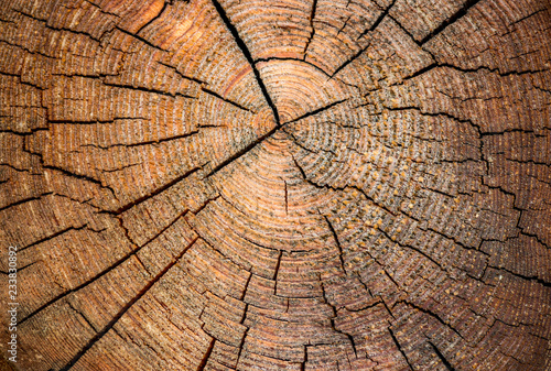 Old weathered tree trunk background
