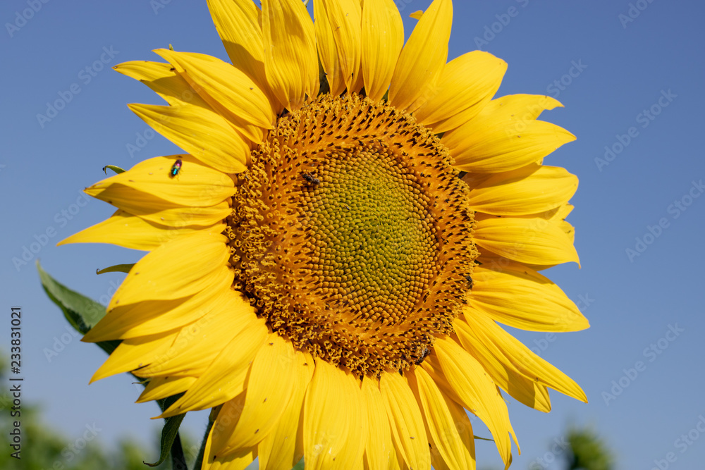 Sunflora Sunflora