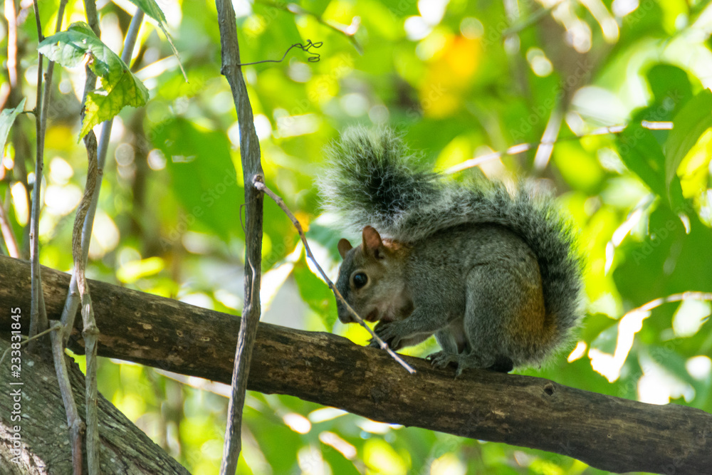 Obraz premium ARDILLA