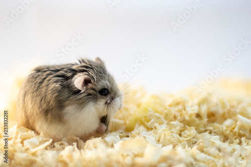 Roborovski hamster in wood shavings or flakes with solid gray background.