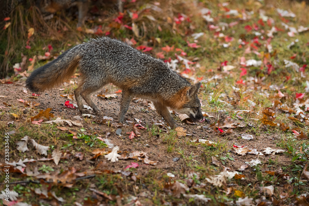 Obraz premium Grey Fox (Urocyon cinereoargenteus) Walks Right Licking Nose