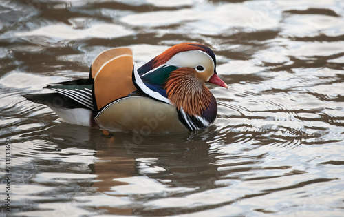 Wallpaper Mural Mandarin duck swimming profile New York City Torontodigital.ca