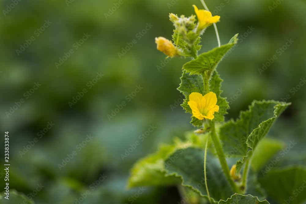 Flowers of Citrullus lanatus, watermelon growing in the garden. Future fruits. Green leaves on the stalk of a watermelon. Flowers of Citrullus lanatus, watermelon growing in the garden. Future fruits. Green leaves on the stalk of a watermelon.