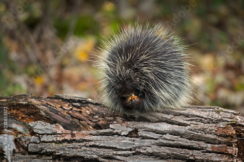 Porcupine (Erethizon dorsatum) Atop Log Nibbles