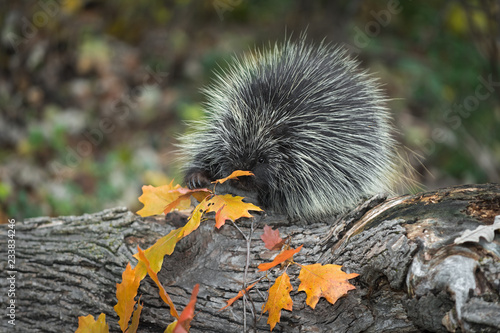 Porcupine (Erethizon dorsatum) Grabs at Autumn Leaves