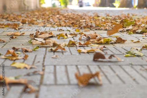 Yellow colorful beautiful leaves on the sidewalk in the city.