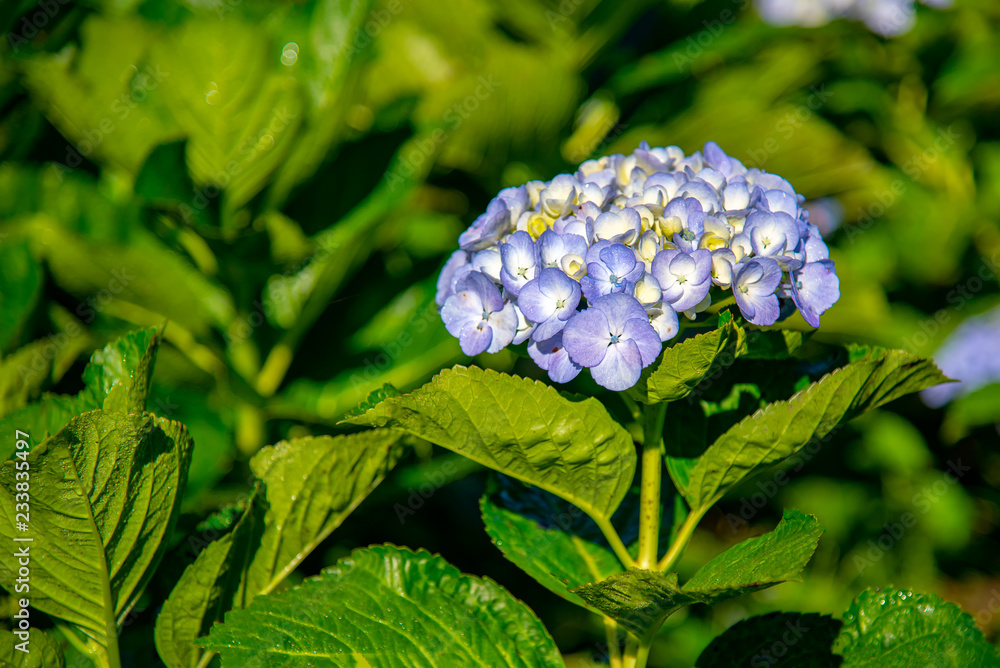 Blue Hydrangea (Hydrangea macrophylla) or Hortensia flower in the Garden. Blue Hydrangea (Hydrangea macrophylla) or Hortensia flower in the Garden.