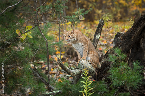Bobcat (Lynx rufus) Perched on Root Bundle © geoffkuchera