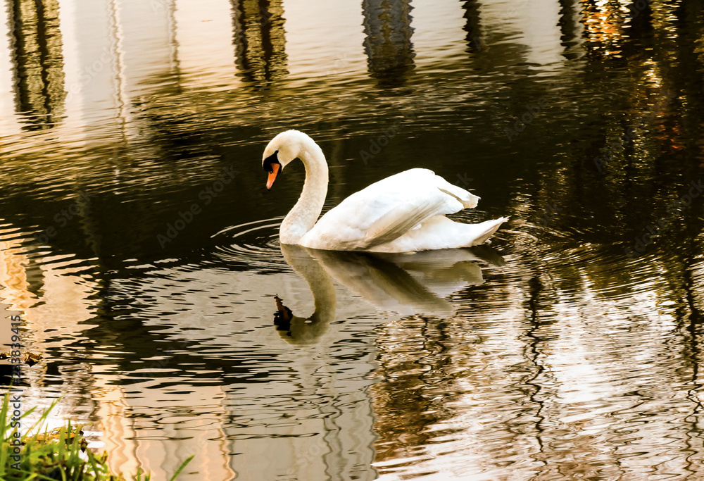 Fototapeta premium white swan in the pond