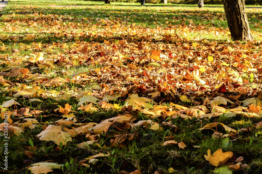 Obraz premium autumn foliage in the park in the evening