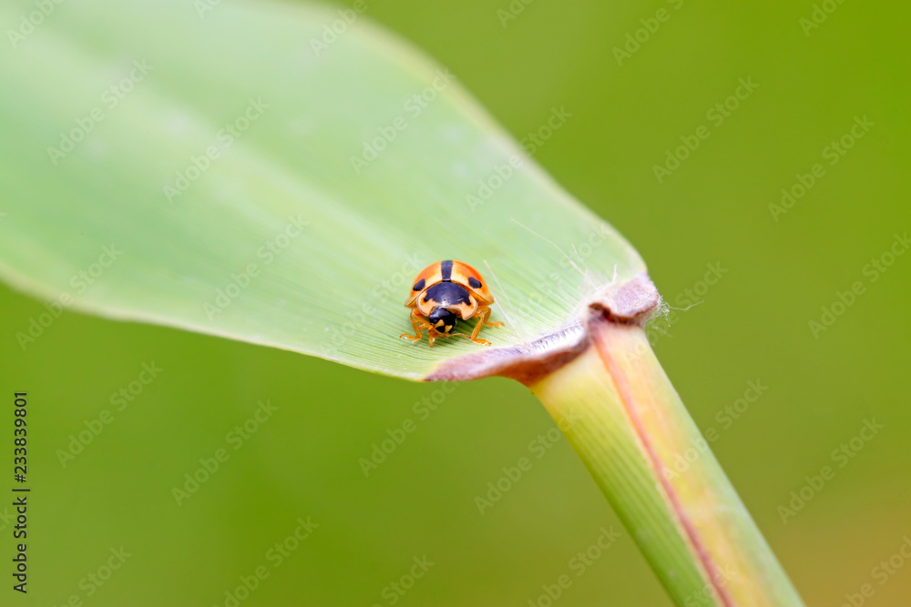 Ladybugs feed on aphids Ladybugs feed on aphids