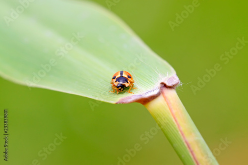 Ladybugs feed on aphids