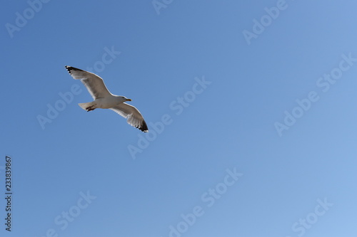 seagull flying fast