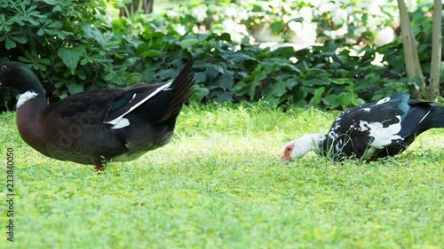 Big farm ducks clean its feathers and search in grass for food