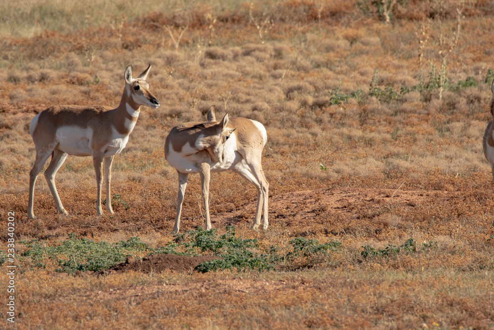 Pronghorn Antelope in the grasslands of South Dakota Pronghorn Antelope in the grasslands of South Dakota