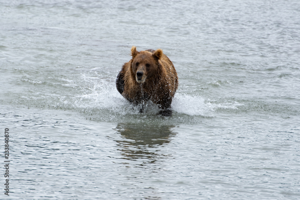 Bear and nature Bear and nature